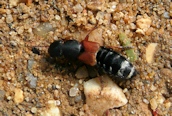 Platydracus stercorarius